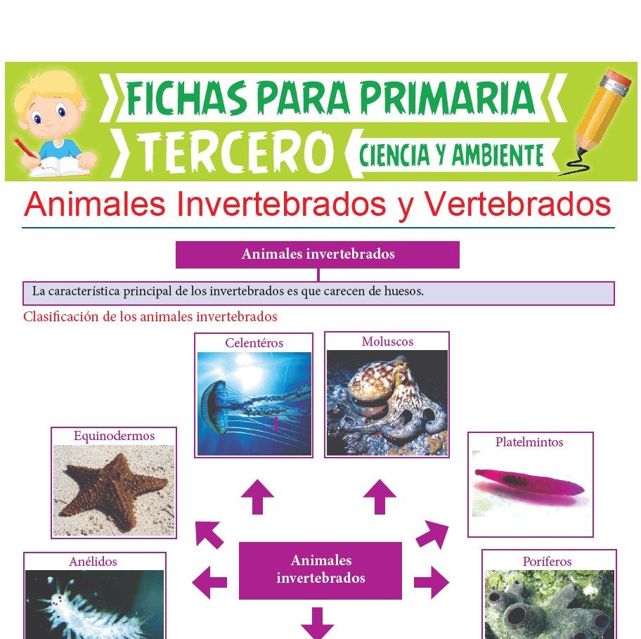 Ficha de Animales Invertebrados y Vertebrados para Tercer Grado de Primaria