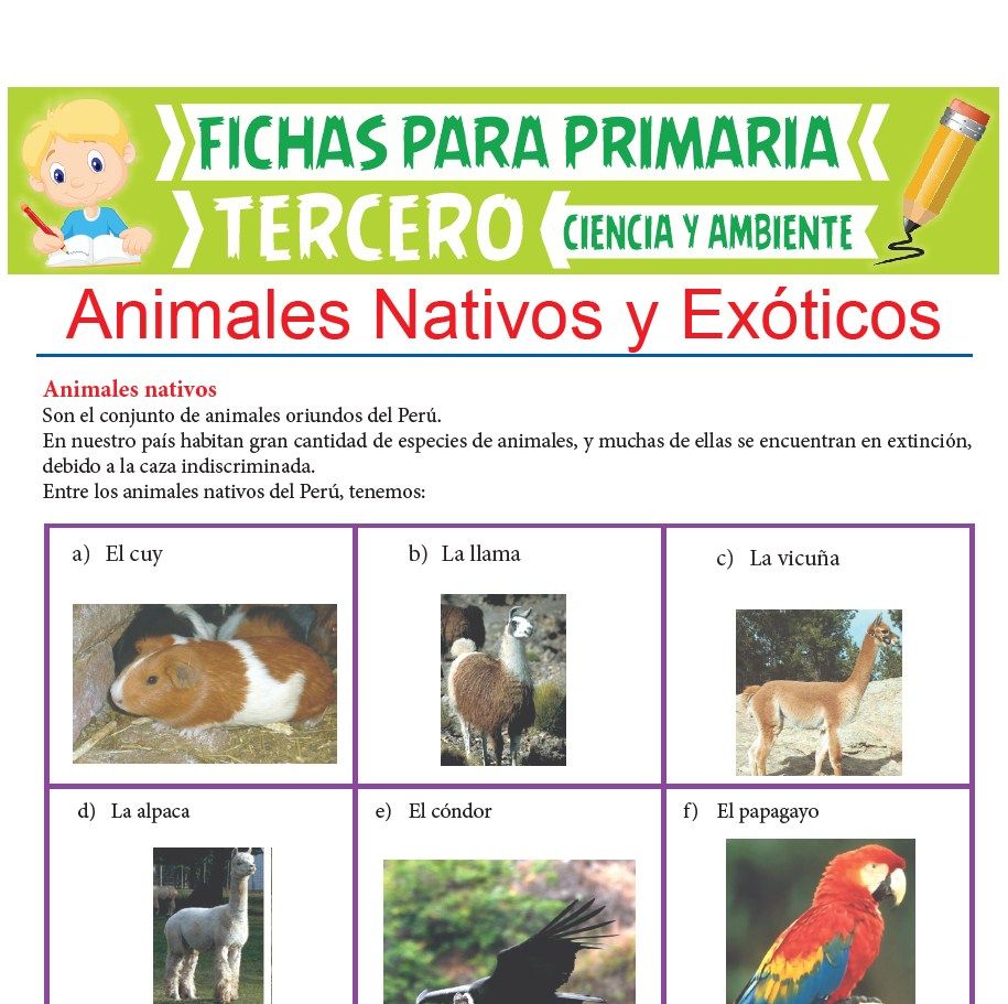 Ficha de Animales Nativos y Exóticos para Tercer Grado de Primaria