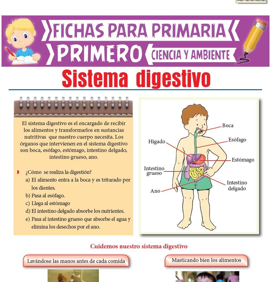 Ficha de El Sistema Digestivo para Primero de Primaria