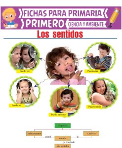 Los Sentidos para Primero de Primaria | Actividades Educativas – 2026