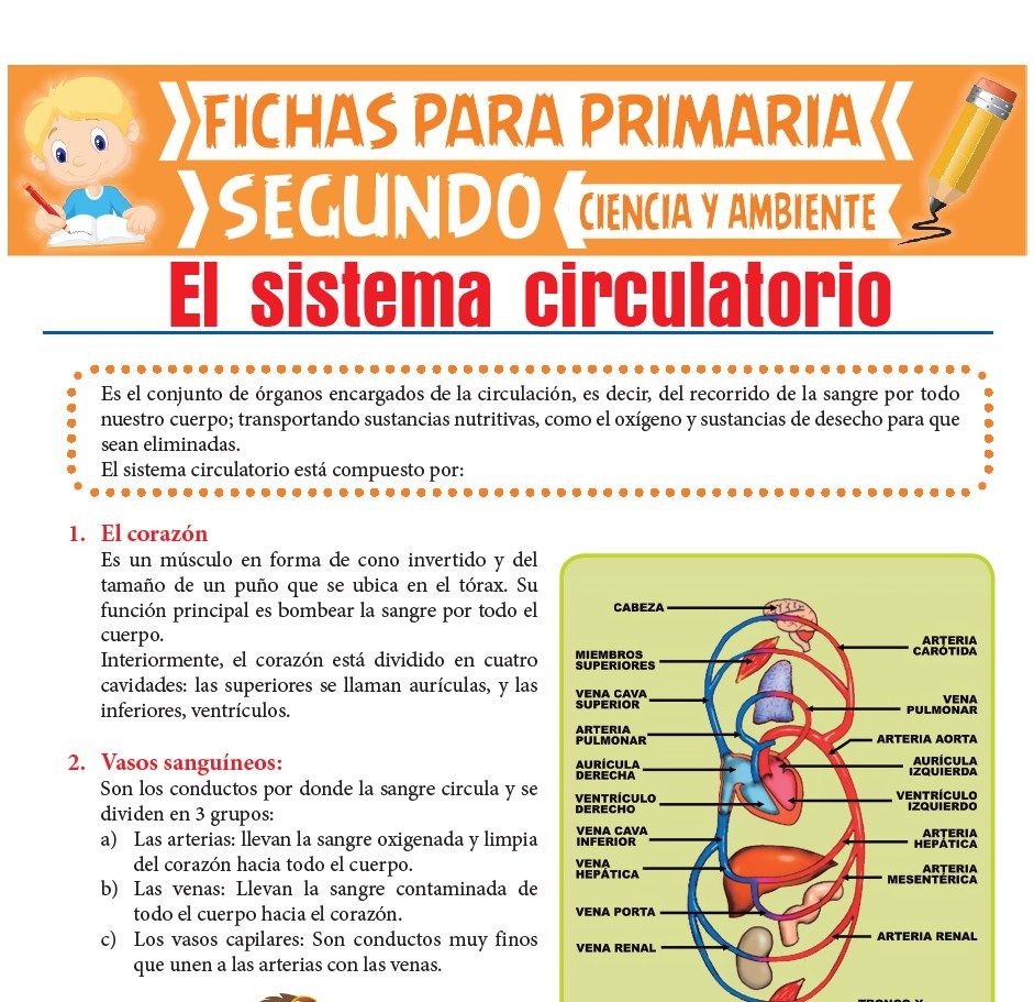 Ficha de Sistema Circulatorio para Segundo de Primaria