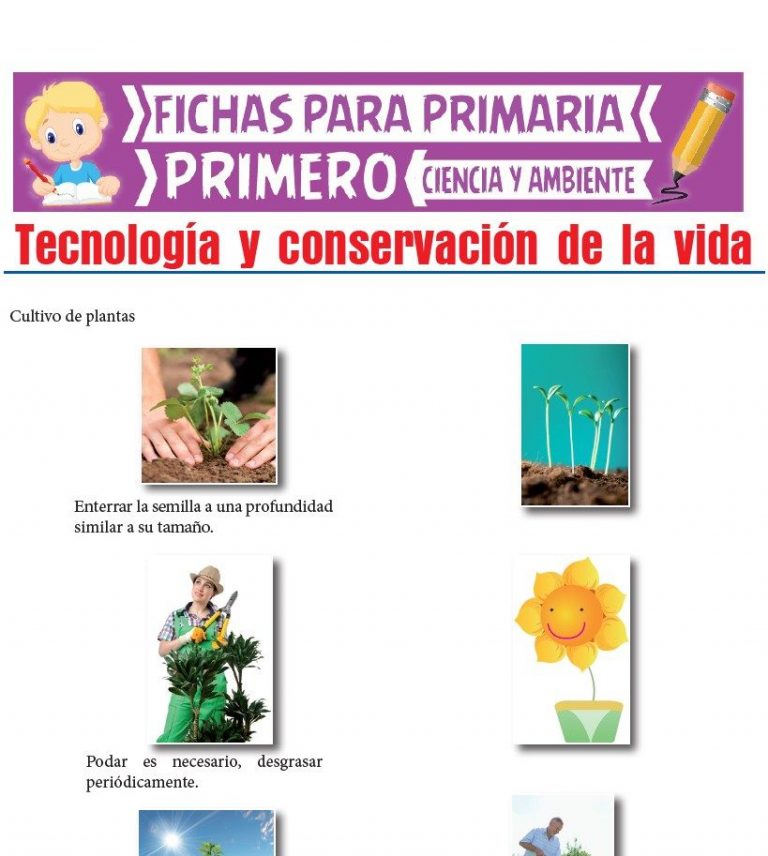Los Sentidos para Primero de Primaria | Actividades Educativas – 2026