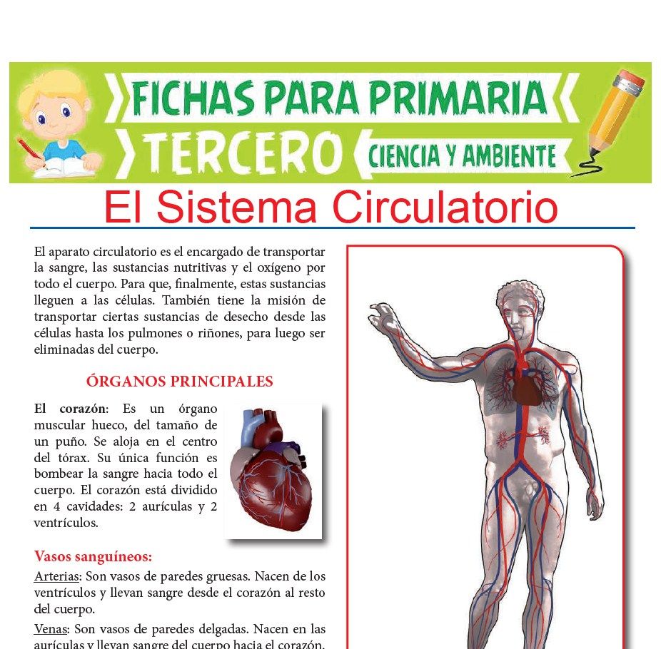 Ficha de Órganos Principales del Sistema Circulatorio para Tercer Grado de Primaria