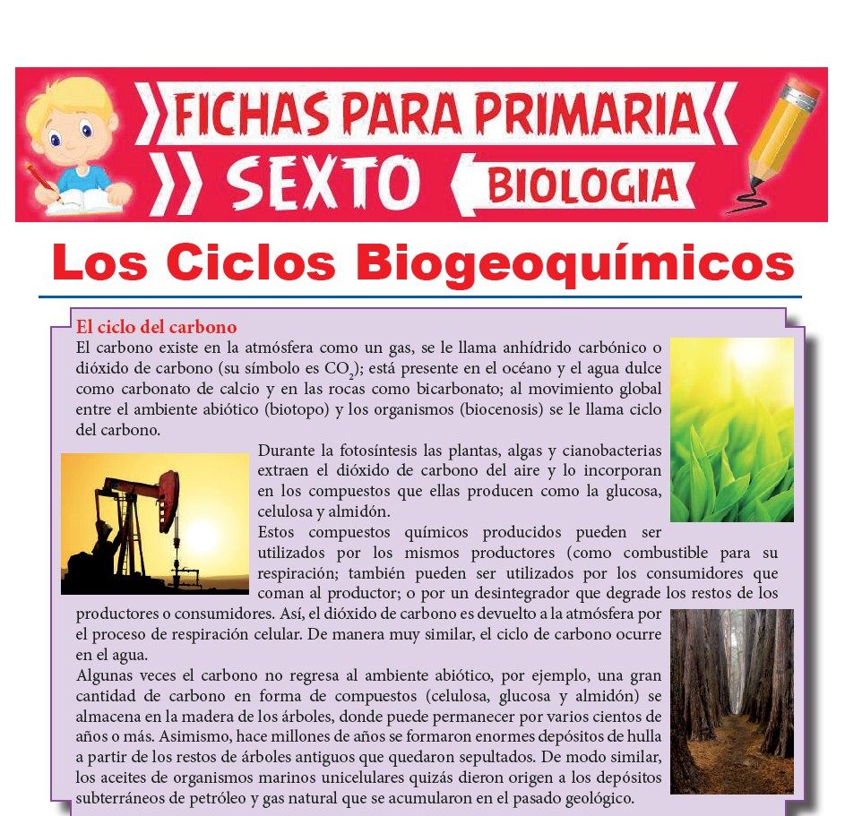 Ficha de Ciclos Biogeoquímicos para Sexto Grado de Primaria