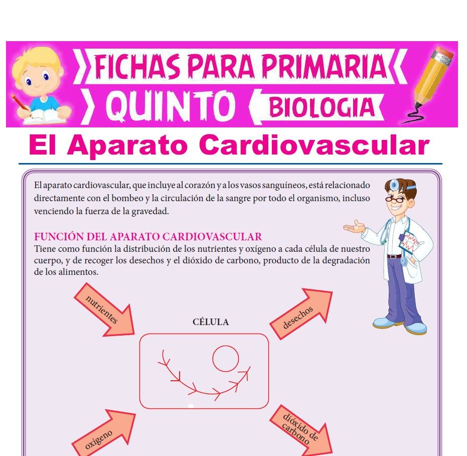 Ficha de El Aparato Cardiovascular para Quinto Grado de Primaria