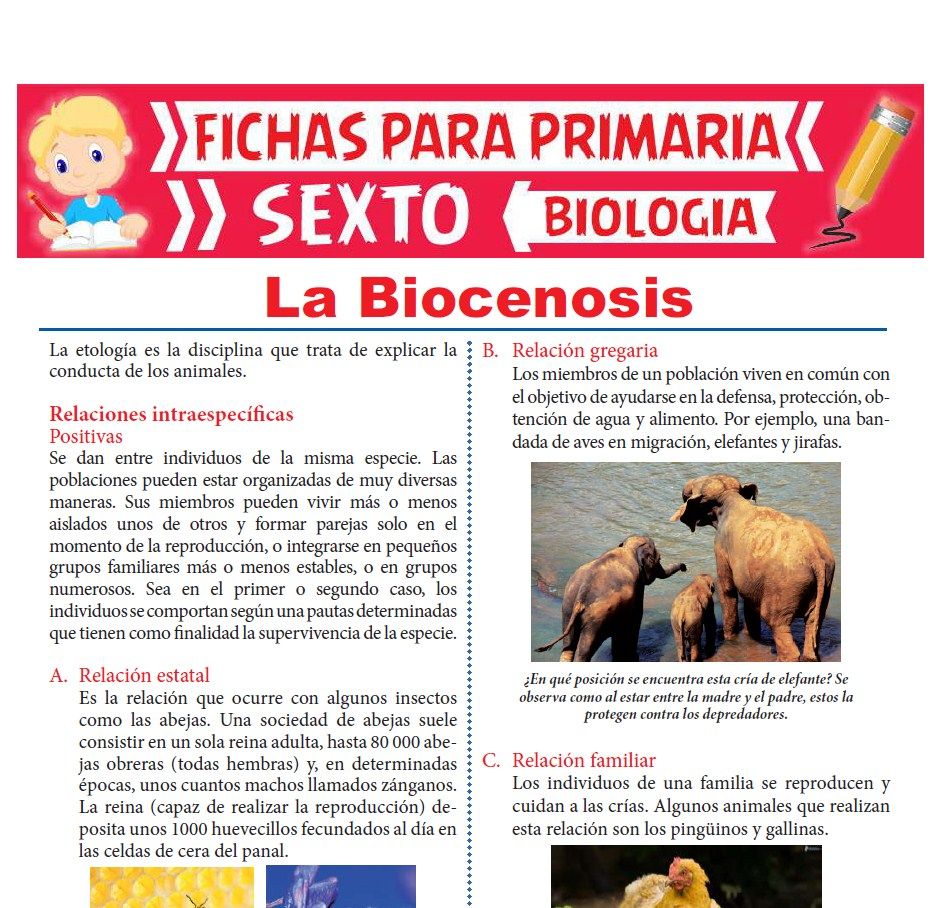 Ficha de La Biocenosis para Sexto Grado de Primaria