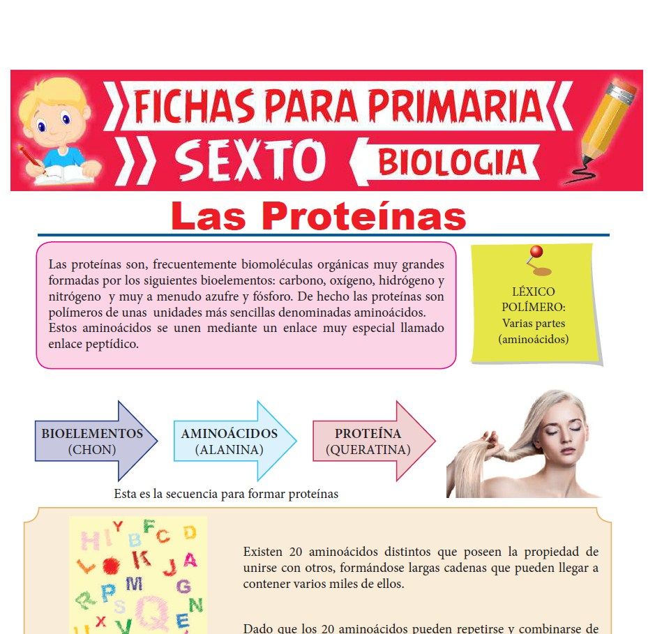 Ficha de Las Proteínas para Sexto Grado de Primaria
