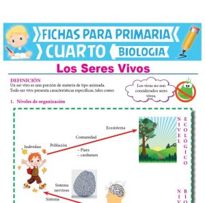 Los seres Vivos para Cuarto de Primaria | Actividades Educativas