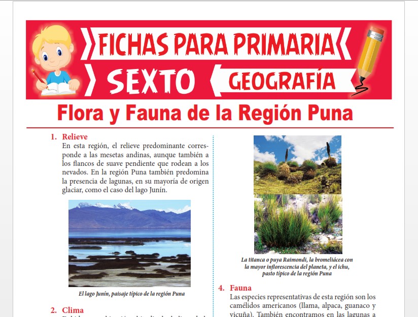 Ficha de Flora y Fauna de la Región Puna para Sexto Grado de Primaria